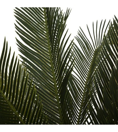 Plante ananas Anani haut 93 cm