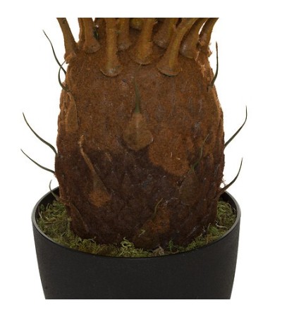 Plante ananas Anani haut 93 cm