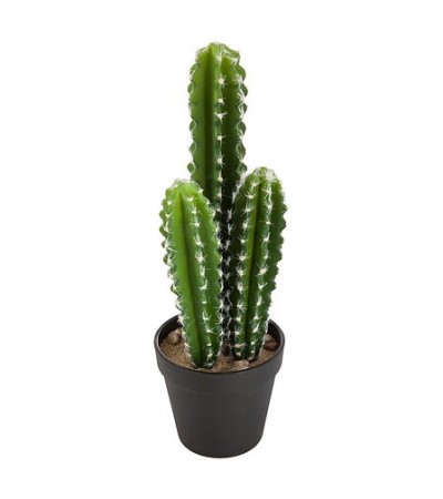 Cactus Koni haut 42 cm aléatoire